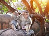 Opice v Mamallapuramu (Indie, Dreamstime)